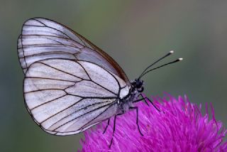 Al Beyaz (Aporia crataegi)