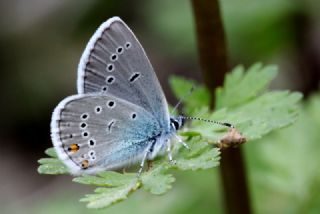 okgzl Gzel Mavi (Polyommatus bellis)