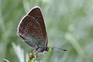 okgzl Gzel Mavi (Polyommatus bellis)
