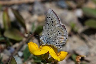 okgzl Turkuvaz Mavisi (Polyommatus dorylas)