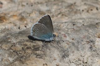 okgzl Gzel Mavi (Polyommatus bellis)
