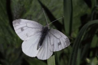 Yalanc Beyazmelek (Pieris pseudorapae)