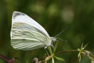 Kk Beyazmelek (Pieris rapae)