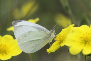 Kk Beyazmelek (Pieris rapae)