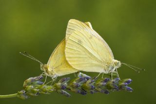 K���k Beyazmelek&nbsp;(Pieris&nbsp;rapae)