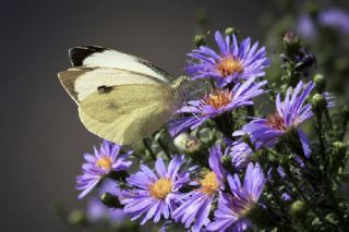 B�y�k Beyazmelek &nbsp;(Pieris&nbsp;brassicae)
