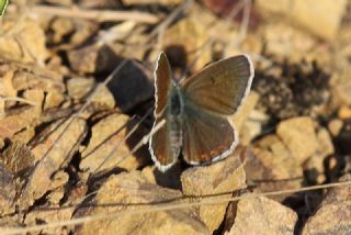 okgzl Kk Turan Mavisi (Polyommatus cornelius)