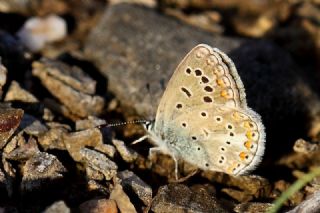 okgzl Kk Turan Mavisi (Polyommatus cornelius)