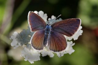 okgzl Geranium Mavisi (Aricia eumedon)