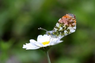 Turuncu Ssl (Anthocharis cardamines)