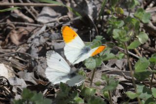 Turuncu Ssl (Anthocharis cardamines)