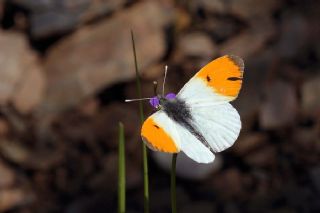 Turuncu Ssl (Anthocharis cardamines)