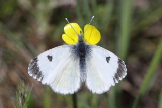 Turuncu Ssl (Anthocharis cardamines)