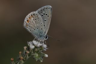 okgzl Kk Turan Mavisi (Polyommatus cornelius)