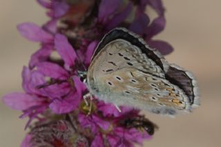 okgzl Anadolu illi Mavisi (Polyommatus ossmar)