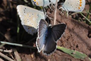 okgzl Anadolu illi Mavisi (Polyommatus ossmar)