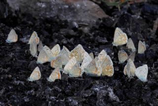 okgzl Anadolu illi Mavisi (Polyommatus ossmar)