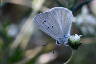 okgzl Poseydon Mavisi (Polyommatus poseidon)