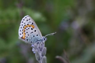 Bavius Mavisi (Pseudophilotes bavius)