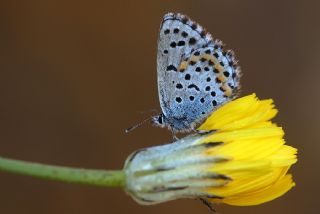 Bavius Mavisi (Pseudophilotes bavius)