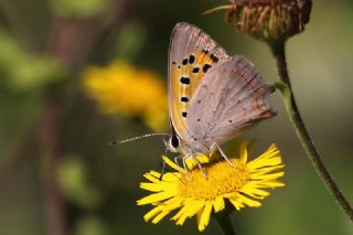 Benekli Bakr Gzeli (Lycaena phlaeas)