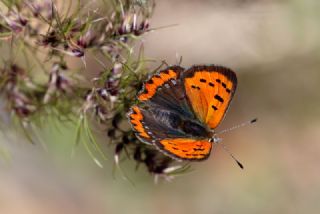 Benekli Bakr Gzeli (Lycaena phlaeas)