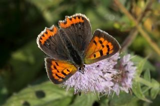 Benekli Bakr Gzeli (Lycaena phlaeas)