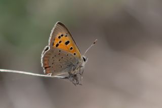 Benekli Bakr Gzeli (Lycaena phlaeas)