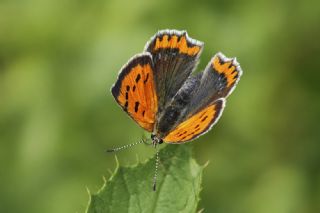Benekli Bak�r G�zeli&nbsp;(Lycaena&nbsp;phlaeas)
