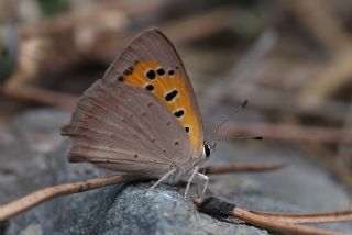 Benekli Bakr Gzeli (Lycaena phlaeas)