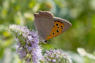 Benekli Bakr Gzeli (Lycaena phlaeas)