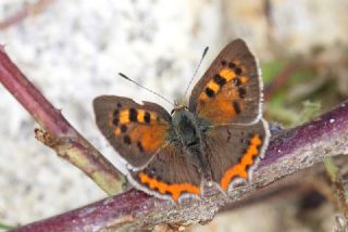 Benekli Bakr Gzeli (Lycaena phlaeas)