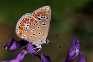 okgzl Meneke Mavisi (Polyommatus thersites)