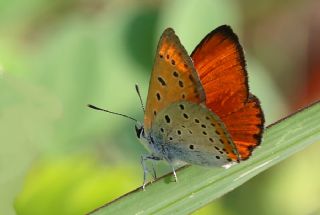 Byk Bakr Gzeli (Lycaena dispar)