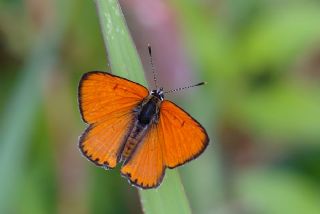 Byk Bakr Gzeli (Lycaena dispar)