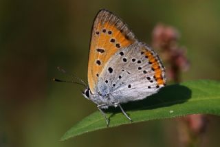 Byk Bakr Gzeli (Lycaena dispar)