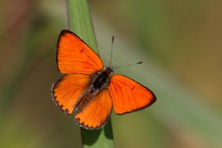 Byk Bakr Gzeli (Lycaena dispar)