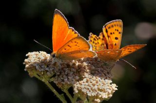 Orman Bakr Gzeli (Lycaena virgaureae)