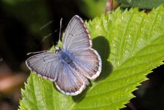 okgzl Balkan Mavisi (Aricia anteros )