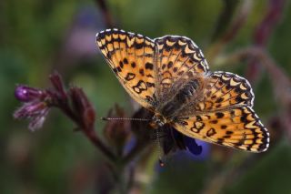 Benekli Byk parhan (Melitaea phoebe)