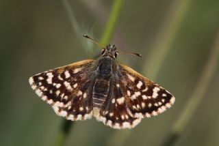 Kzl Zpzp (Spialia orbifer)