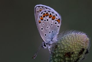 Anadolu Esmergz (Plebejus modicus)