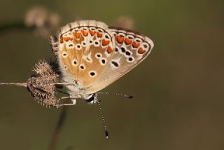 okgzl Esmer (Aricia agestis)