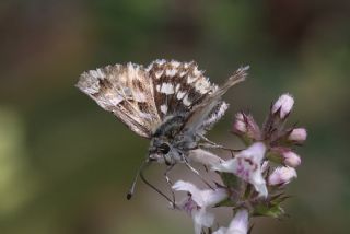 Mermer Zpzp (Carcharodus lavatherae)