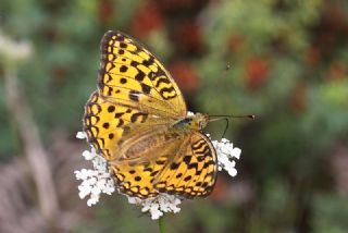 Byk nci (Fabriciana adippe)