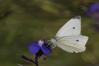 Kk Beyazmelek (Pieris rapae)