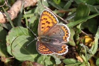 sli Bakr Gzeli (Lycaena tityrus)