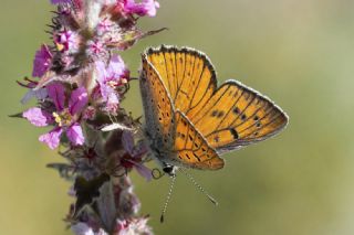 B�y�k Mor Bak�r G�zeli&nbsp;(Lycaena&nbsp;alciphron)