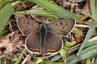 sli Bakr Gzeli (Lycaena tityrus)