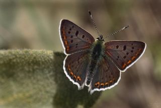 sli Bakr Gzeli (Lycaena tityrus)